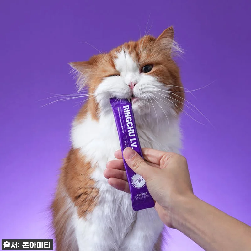 💥 품절대란 각! 우리 냥이 관절 지 관련 이미지 1