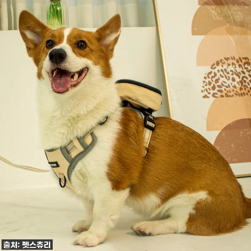 이 가격에 커스텀까지? 펫스츄리 강아 관련 이미지 5