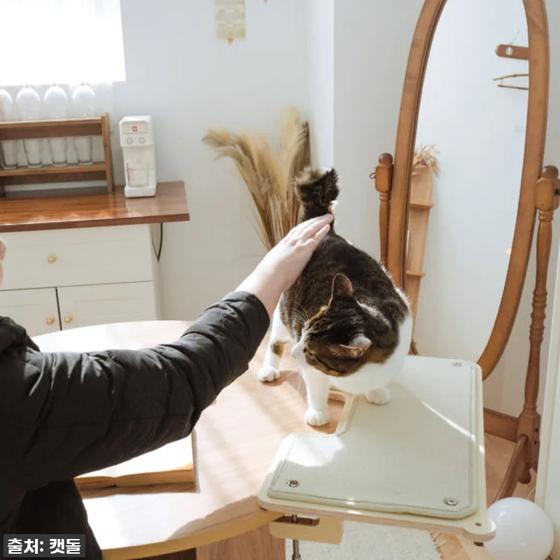 이건 꼭 사야 해! 뚱냥이도 편안한 관련 이미지 9