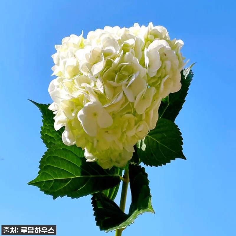 🎁 역대급 할인! 수국 꽃다발 7천원 관련 이미지 1