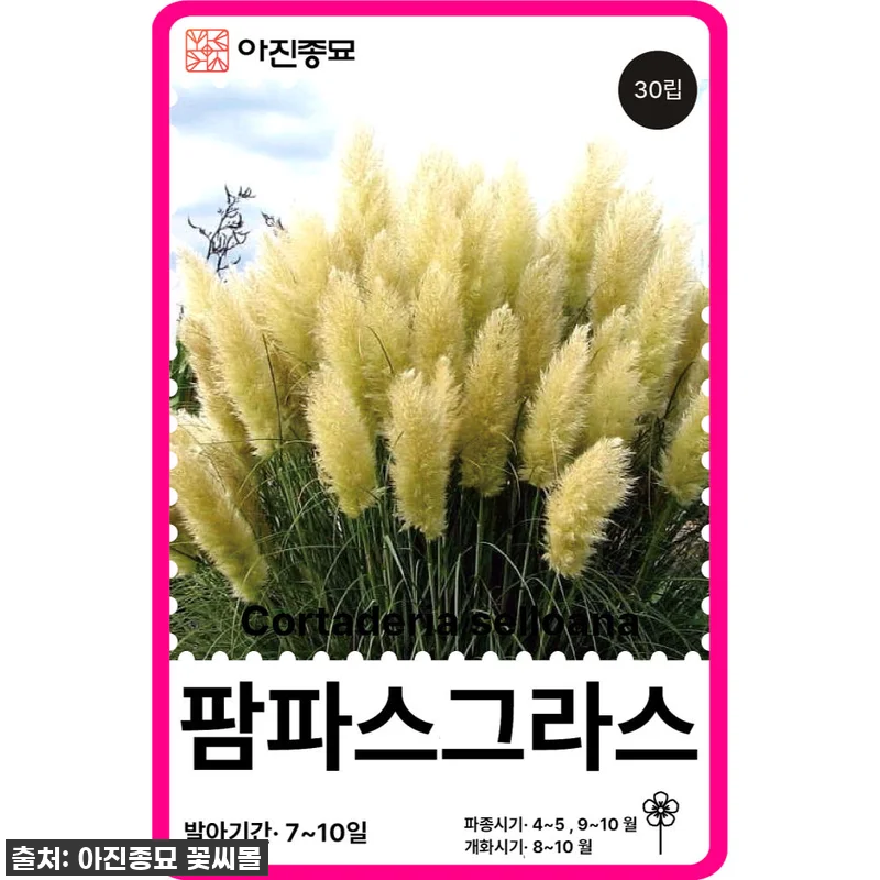 품절대란 팜파스그라스 씨앗, 드디어 관련 이미지 1
