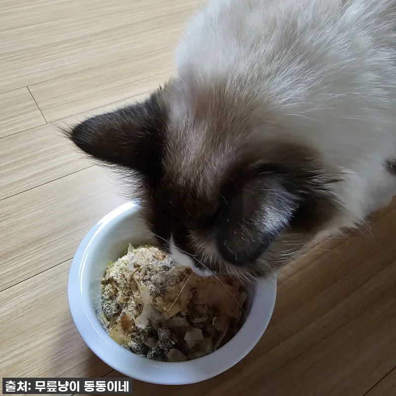 우리집 냥이가 애타게 기다리는 찐간식 관련 이미지 6
