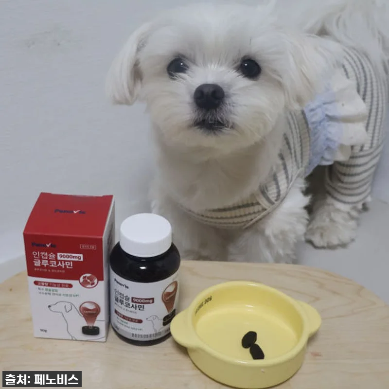 강아지 관절영양제 페노비스 슬개골 관 관련 이미지 6