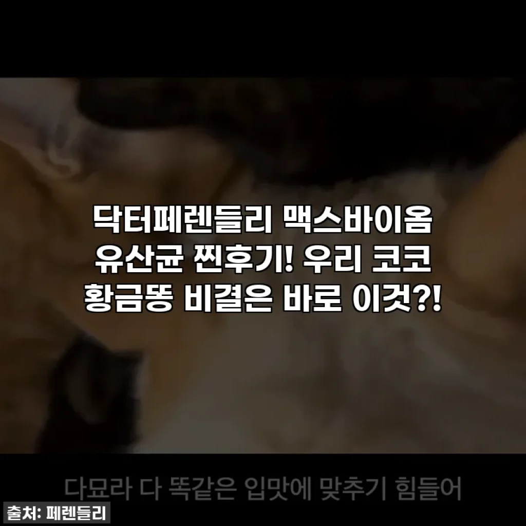 닥터페렌들리 맥스바이옴 유산균 찐후기! 우리 코코 황금똥 비결은 바로 이것?!