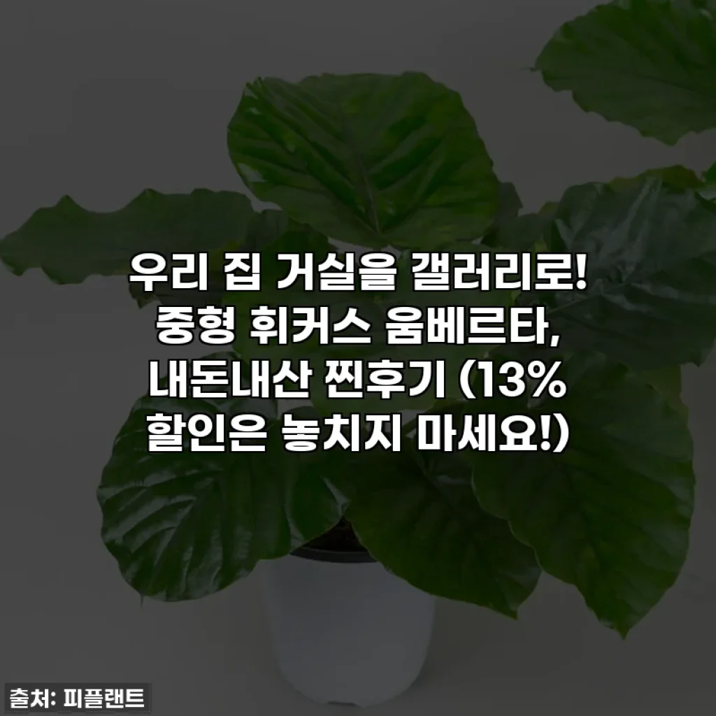 우리 집 거실을 갤러리로! 중형 휘커스 움베르타, 내돈내산 찐후기 (13% 할인은 놓치지 마세요!)