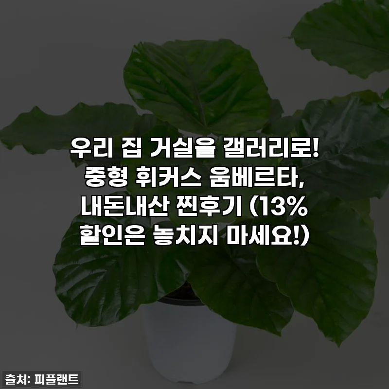 우리 집 거실을 갤러리로! 중형 휘커스 움베르타, 내돈내산 찐후기 (13% 할인은 놓치지 마세요!)