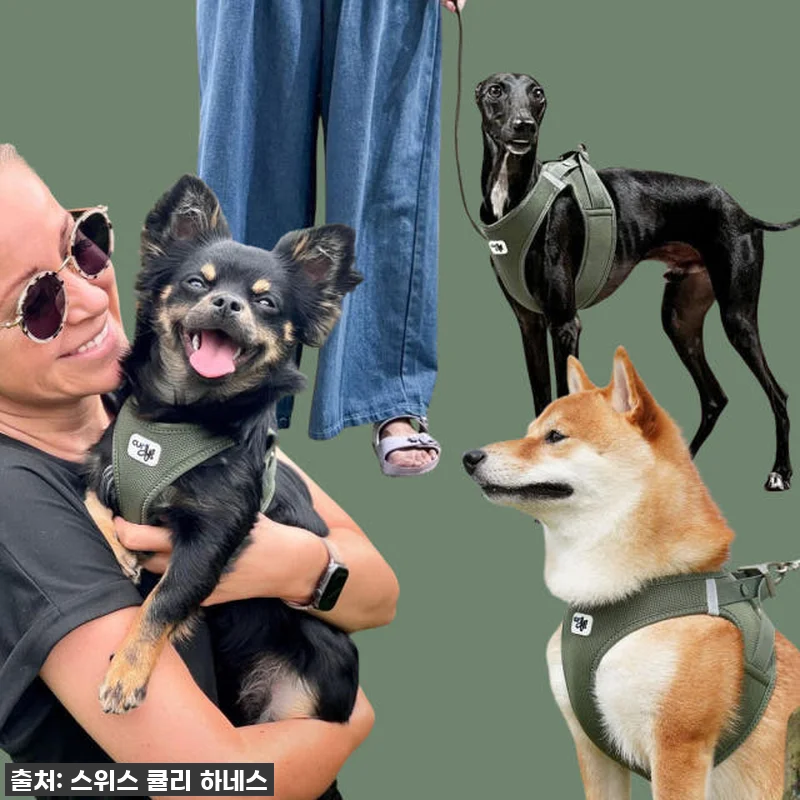 이슈템 찐후기! 우리 댕댕이 산책 필 관련 이미지 1