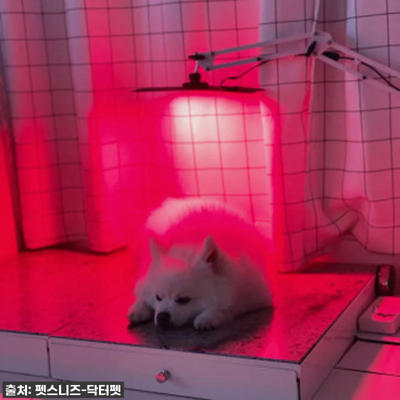우리집 댕냥이 관절·피부 지킴이! 닥 관련 이미지 1