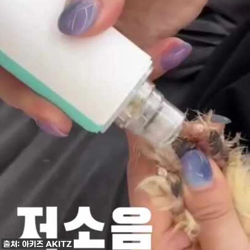우리집 댕댕이 발톱 스트레스, 민트 관련 이미지 1