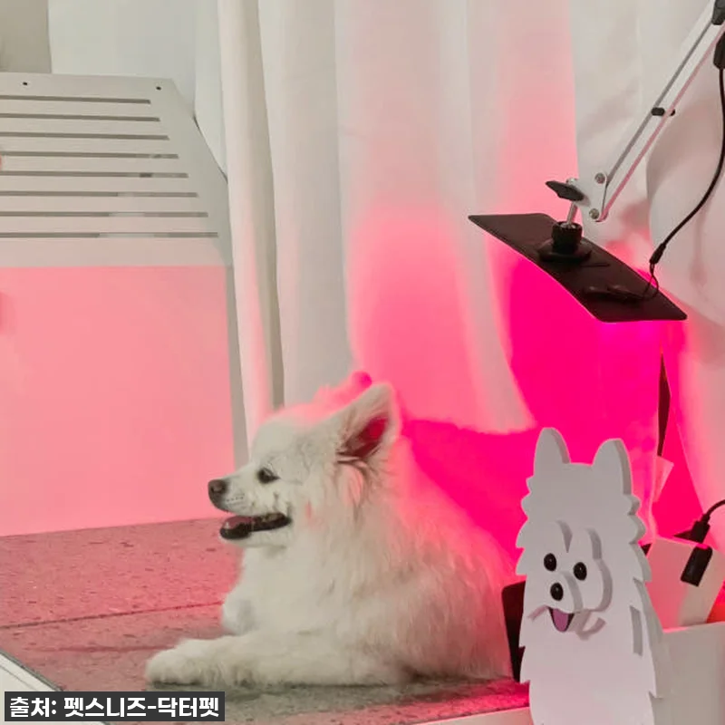 우리집 댕냥이 관절·피부 지킴이! 닥 관련 이미지 2