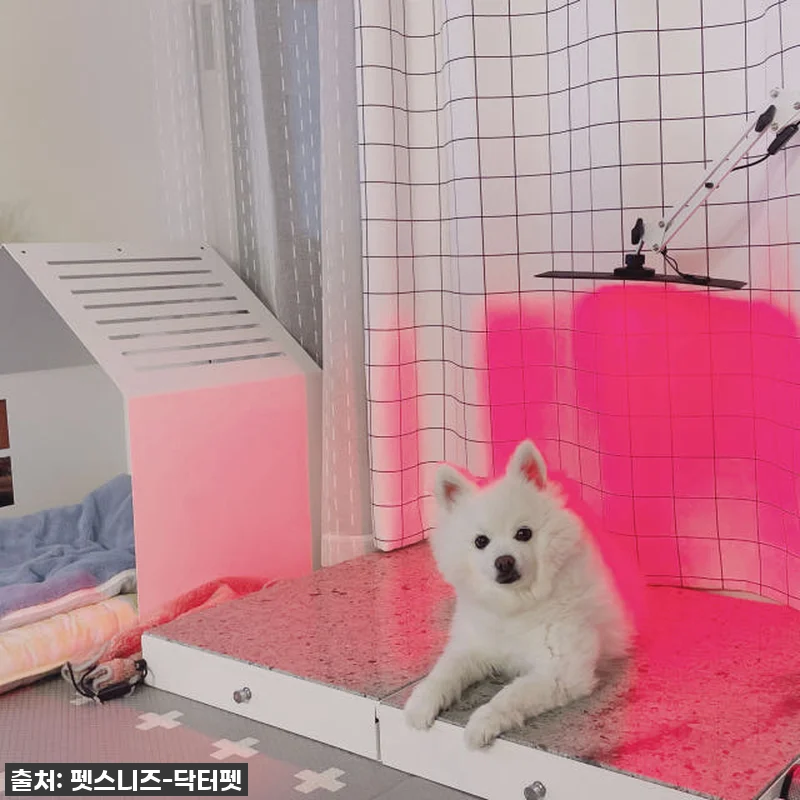 우리집 댕냥이 관절·피부 지킴이! 닥 관련 이미지 3