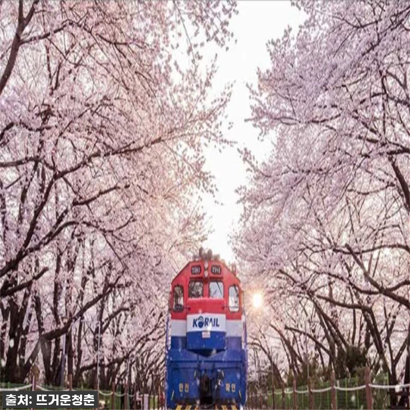 지금 아니면 품절 각! 벚꽃 시즌 부 관련 이미지 3
