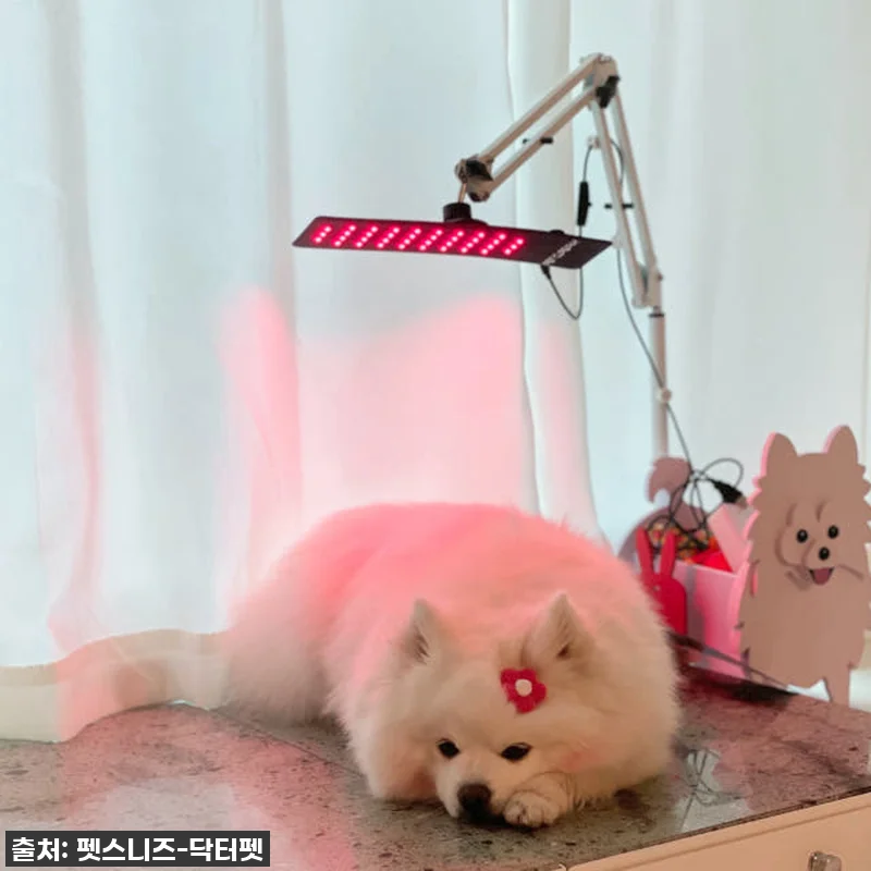 우리집 댕냥이 관절·피부 지킴이! 닥 관련 이미지 4