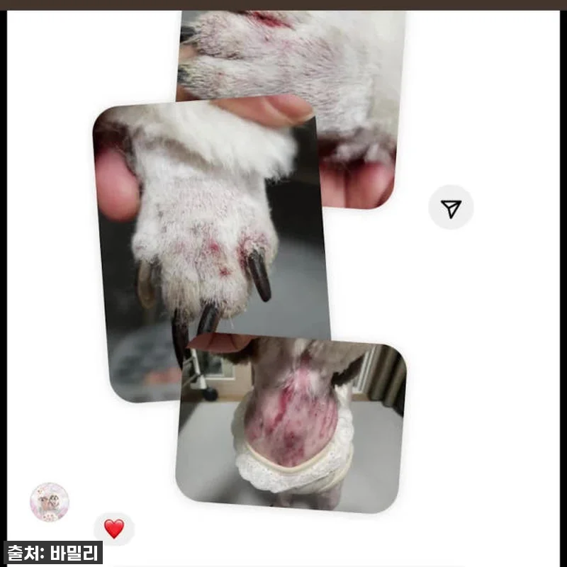 우리 뽀송이 피부 지킴이! 바밀리 쑥 관련 이미지 5