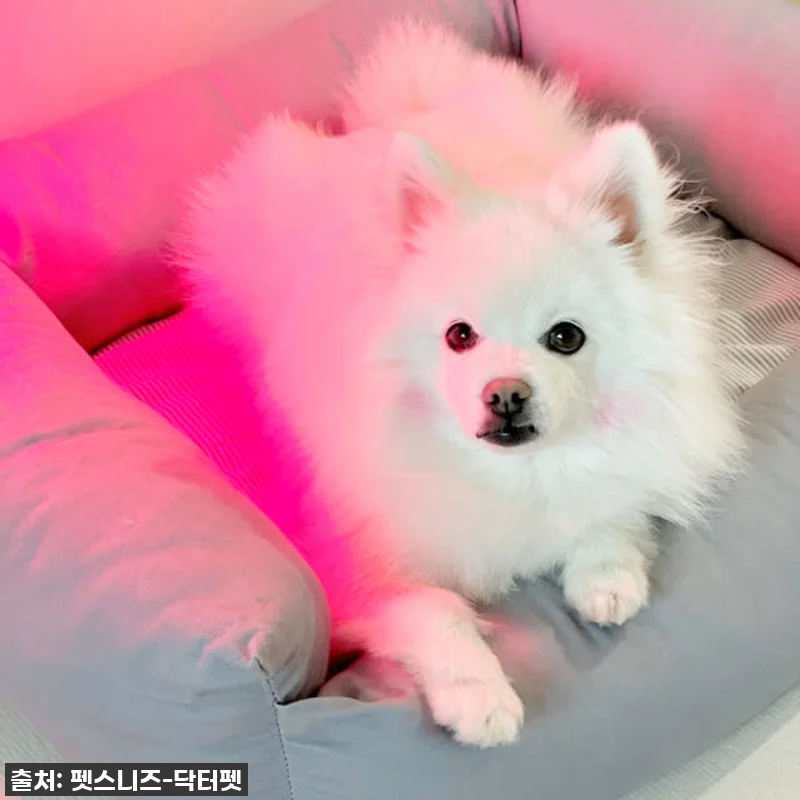 우리집 댕냥이 관절·피부 지킴이! 닥 관련 이미지 5
