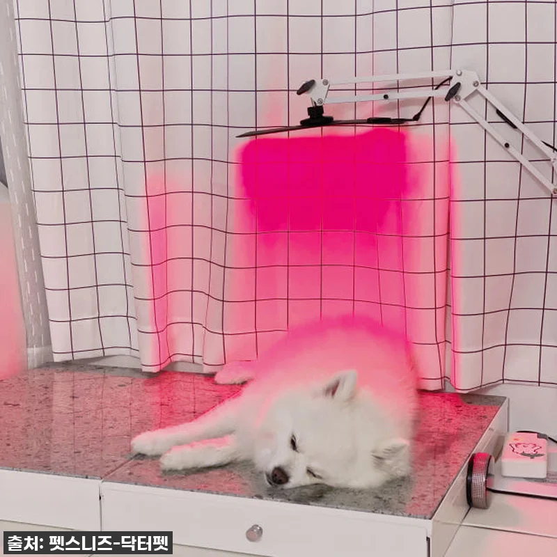 우리집 댕냥이 관절·피부 지킴이! 닥 관련 이미지 6