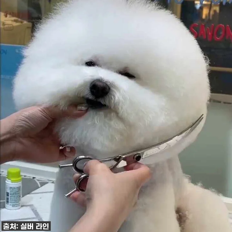 진짜 대박템! 우리 댕댕이 미모 살려 관련 이미지 6