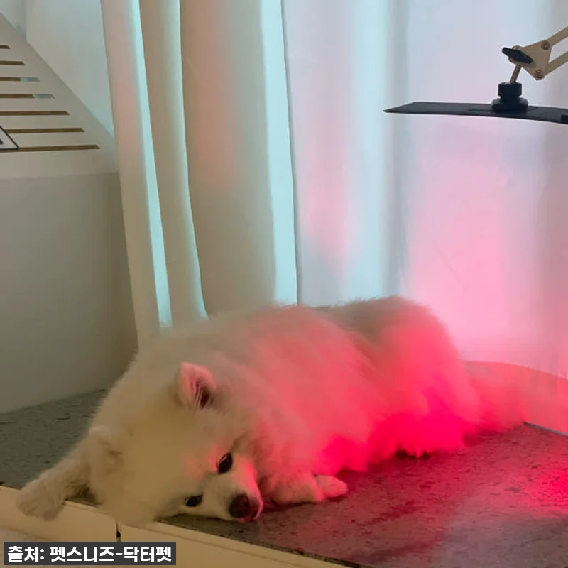 우리집 댕냥이 관절·피부 지킴이! 닥 관련 이미지 7