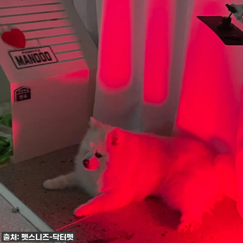 우리집 댕냥이 관절·피부 지킴이! 닥 관련 이미지 8