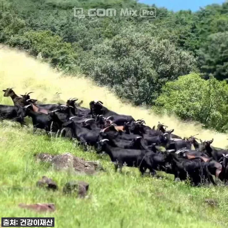 환절기 기력 충전 끝판왕! 지리산 강 관련 이미지 10