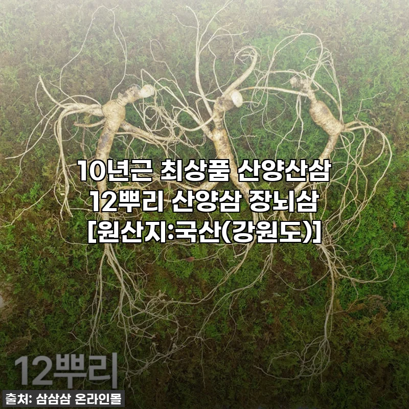 환절기 몸보신 끝판왕! 10년근 최상품 산양산삼 12뿌리, 지금 안 사면 후회할 찐후기!