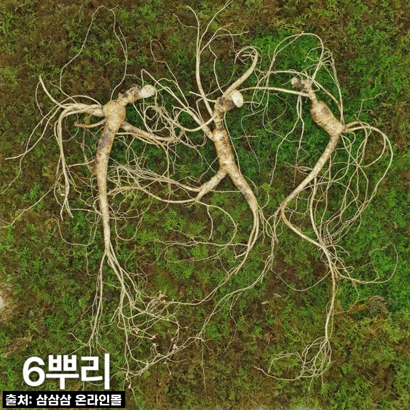 효심 가득! 10년근 강원도 산양산삼, 부모님께 드린 진심 담은 선물 후기