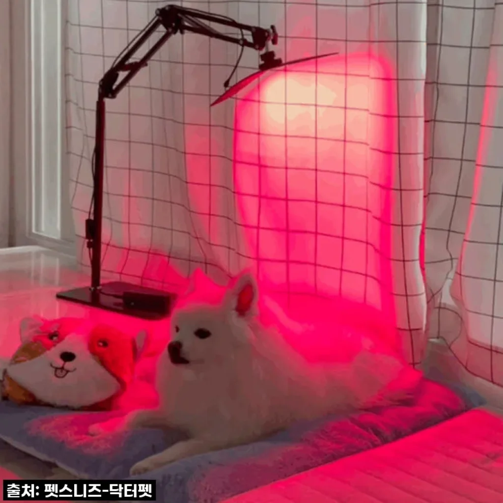우리집 댕냥이 관절·피부 지킴이! 닥터펫 펫큐어레이, 이 가격 실화?! 내돈내산 찐후기 ✨