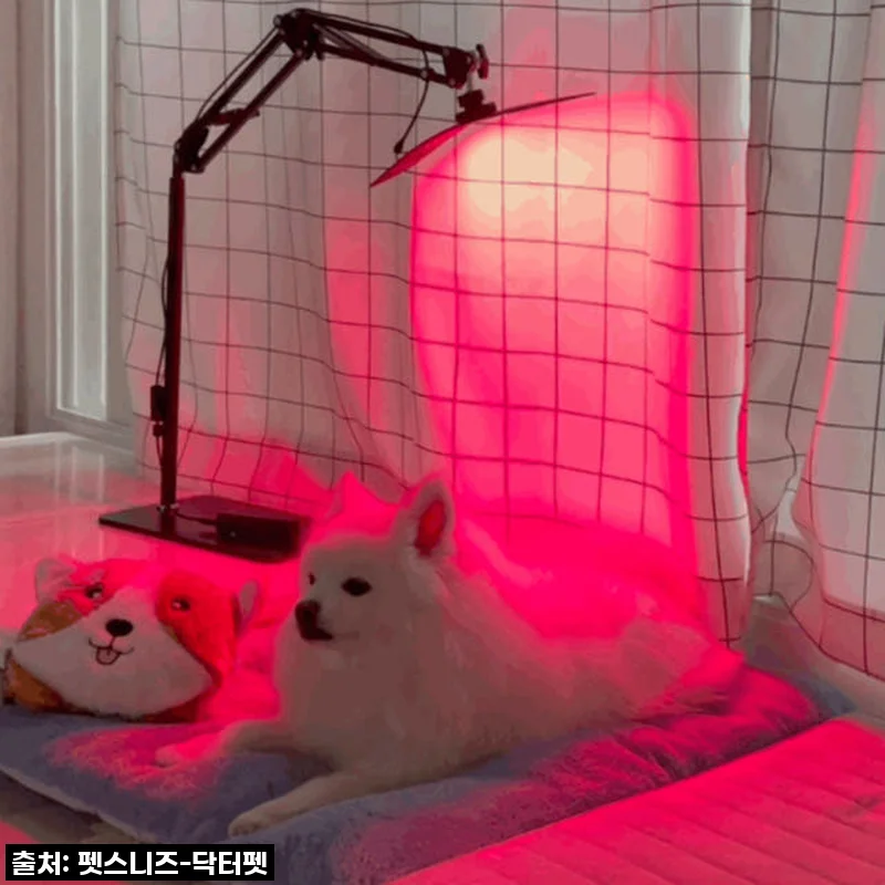 우리집 댕냥이 관절·피부 지킴이! 닥터펫 펫큐어레이, 이 가격 실화?! 내돈내산 찐후기 ✨