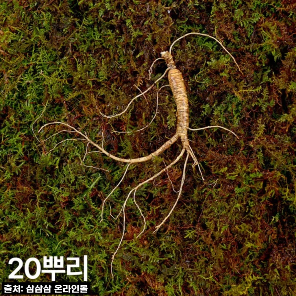 "이거 안 사면 손해!" 7, 8년근 작은 산양산삼 20뿌리, 찐후기 공개!