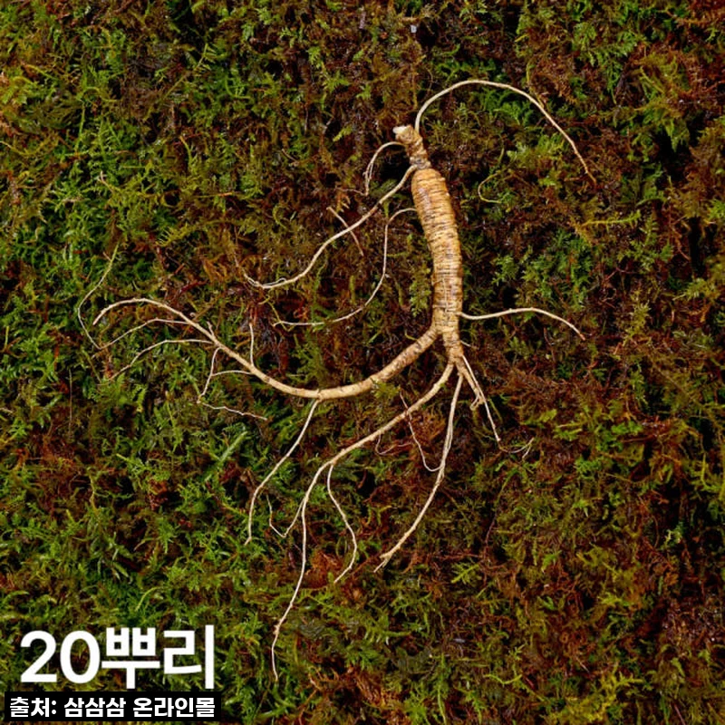 "이거 안 사면 손해!" 7, 8년근 작은 산양산삼 20뿌리, 찐후기 공개!
