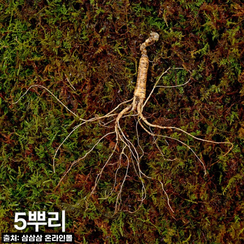 10년근 작은 산양삼, 부모님 건강 선물로 이만한 게 없네요! (직접 써보니)