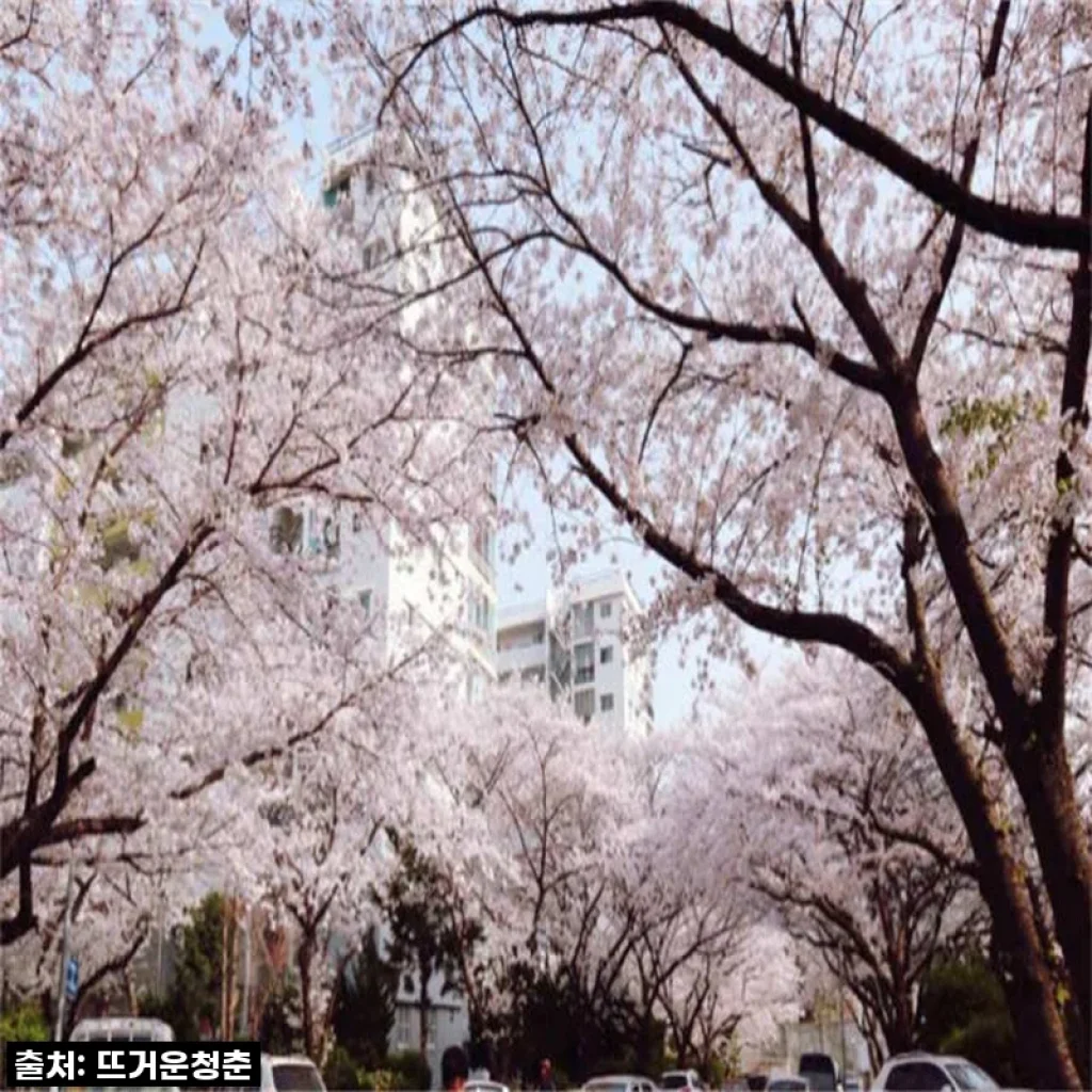지금 아니면 품절 각! 벚꽃 시즌 부산 찐 바이브 제대로 느끼고 왔어요!