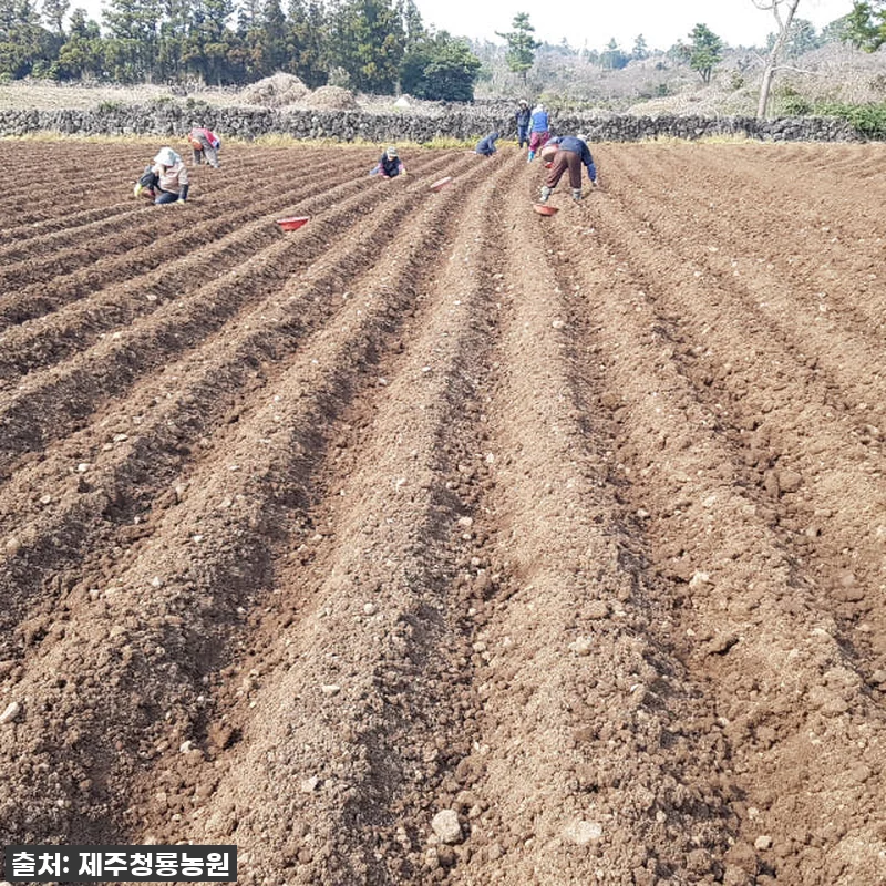 제주산 햇 자색돼지감자즙, 꾸준히 챙 관련 이미지 2