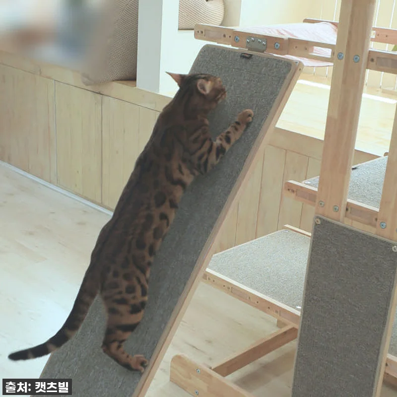 이건 진짜 고양이 집사들 사이에서 난 관련 이미지 3