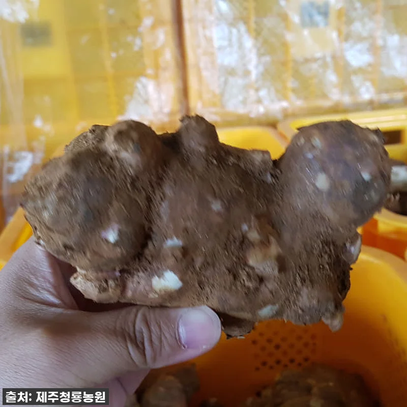 제주산 햇 자색돼지감자즙, 꾸준히 챙 관련 이미지 3