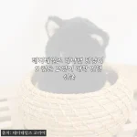생일선물로 만난 테디테일즈 레나캣 탄냥이 S, 어른도 빠져드는 검은 고양이 인형
