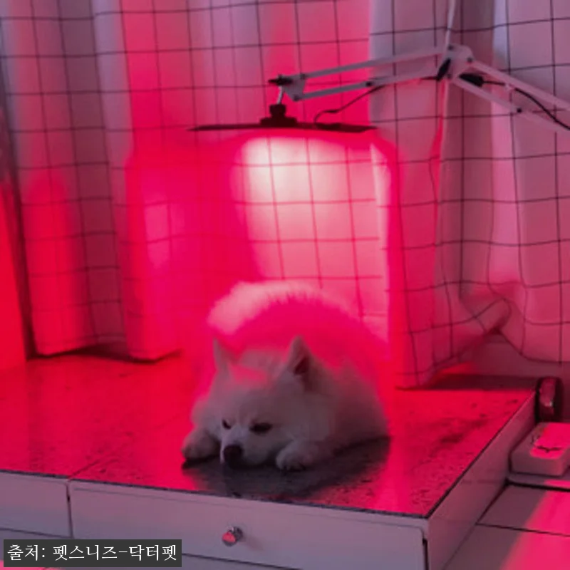 펫스니즈 닥터펫 펫큐어레이, 반려동물 관련 이미지 1