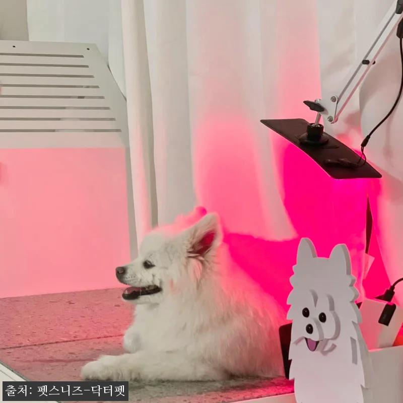 펫스니즈 닥터펫 펫큐어레이, 반려동물 관련 이미지 2