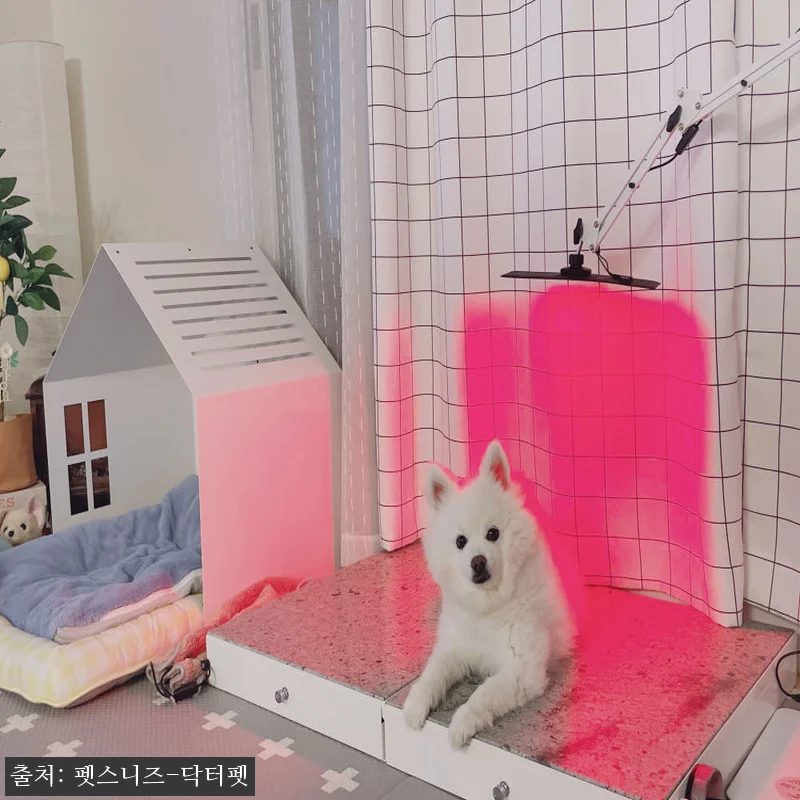 펫스니즈 닥터펫 펫큐어레이, 반려동물 관련 이미지 3