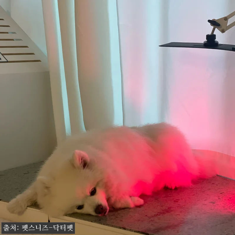 펫스니즈 닥터펫 펫큐어레이, 반려동물 관련 이미지 7