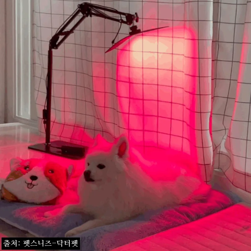 펫스니즈 닥터펫 펫큐어레이, 반려동물 근적외선 치료기 구매 전 꼭 본 혜택 정리