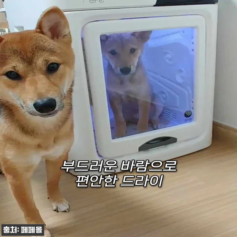 페페 펫드라이룸 DR-300PRO, 중형견 목욕 후 건조 공간 찾는다면 체크할 이슈템 20 페페 펫드라이룸 DR-300PRO, 관련 이미지 9