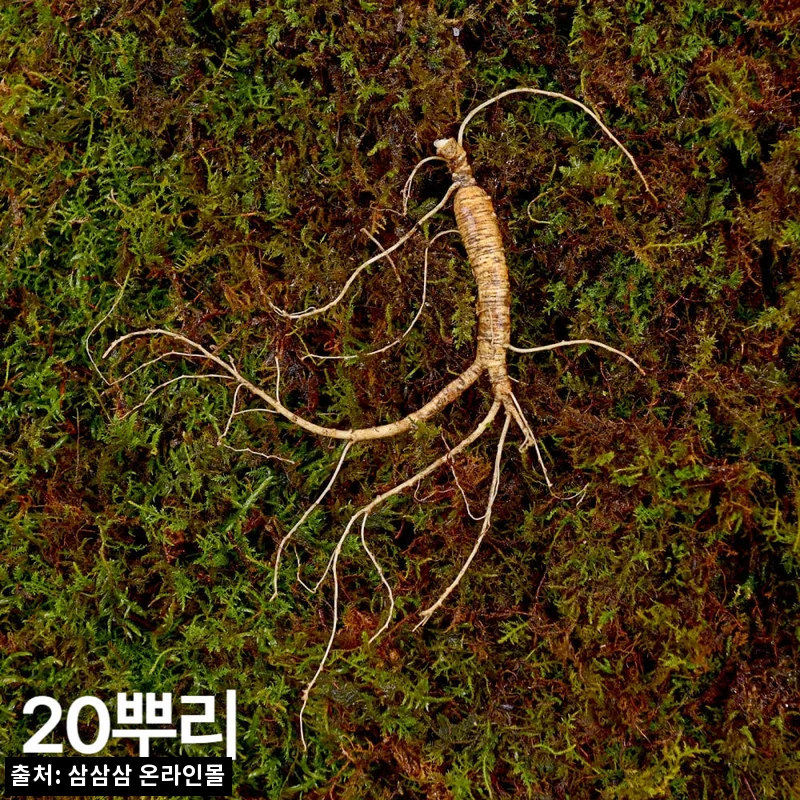7·8년근 작은삼 산양산삼 20뿌리, 선물 전 품질검사 정보부터 꼼꼼히 본 후기